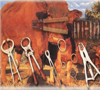 Sialkot Veterinary Health, Animal Health Products, Animal Health, Sialkot Animal Surgical Instruments, Animal Surgical Products, Trimming Knives, Castration Instruments, Hoof and Claws Instruments, Restraining Equipments, Veterinary Instruments, Veterinary Products, Veterinary health Products, Sialkot, Pakistan, PK Sialkot Veterinary Health, Animal Health Products, Animal Health, Sialkot Animal Surgical Instruments, Animal Surgical Products, Trimming Knives, Castration Instruments, Hoof and Claws Instruments, Restraining Equipments, Veterinary Instruments, Veterinary Products, Veterinary health Products, Sialkot, Pakistan, PK